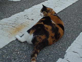 デブ三毛猫ちゃん
