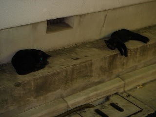 真っ黒子猫ちゃん