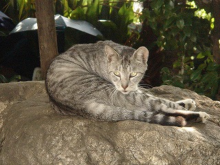 諏方神社の山猫