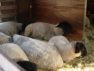 五郎さんの羊