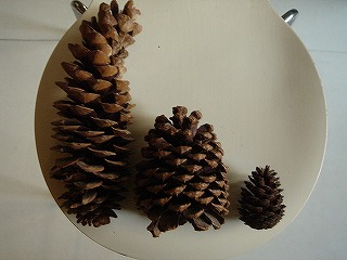 ヨセミテの松ぼっくり