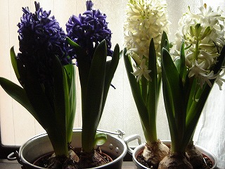 ヒヤシンス満開