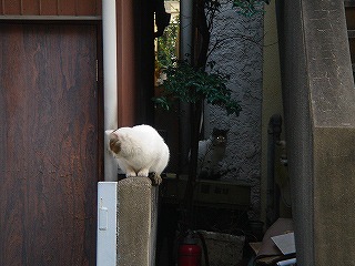 近所の猫2匹
