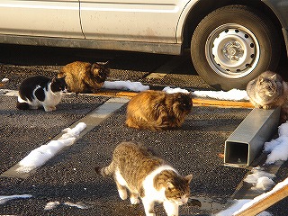 夕焼けだんだん猫