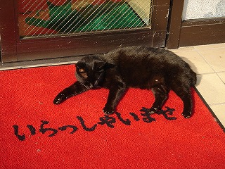 いらっしゃいませ猫