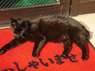 いらっしゃいませ猫