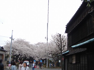 谷中霊園の桜