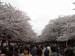 上野公園の桜
