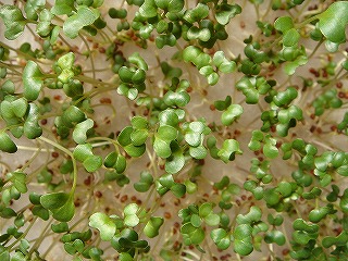 ブロッコリースプラウト