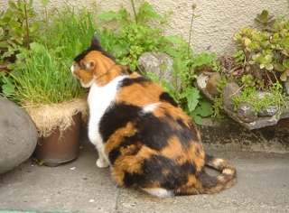 かんなちゃんと幼稚園児たち４