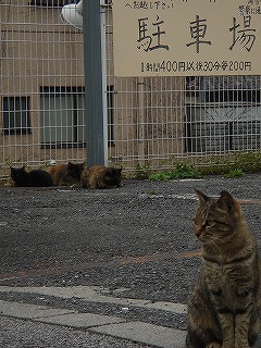 今日の夕焼けだんだん
