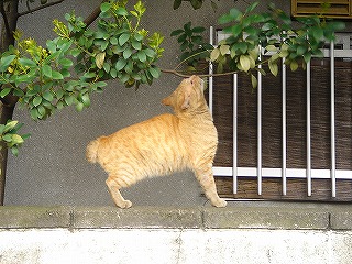 鶯谷の猫ちゃん