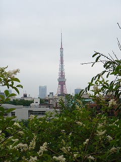 ヒルズから見る東京タワー