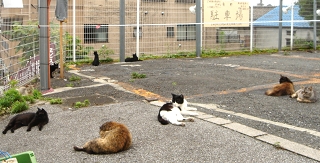 夕焼けだんだん猫