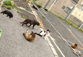夕焼けだんだん猫