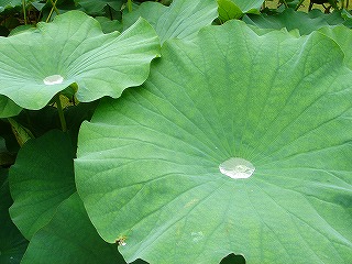 上野不忍池の蓮