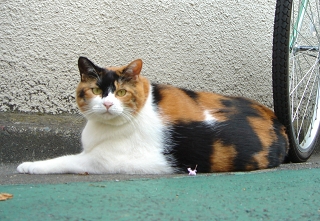 デブ三毛猫ちゃん１