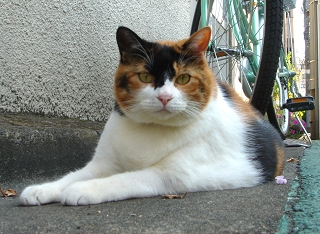 デブ三毛猫ちゃん２