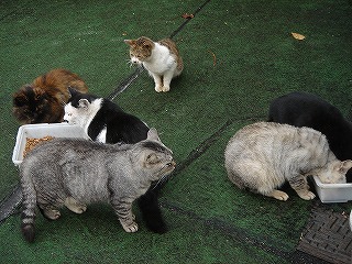 谷中TORIYAの前の猫