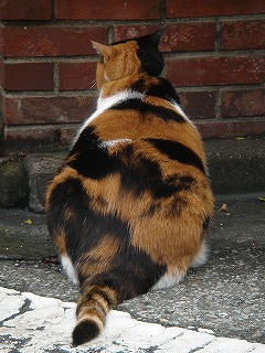 かんなちゃんの後ろ姿