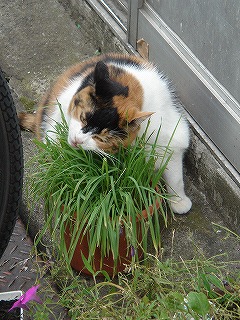 猫草３