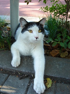 中野屋の前の猫ちゃん１