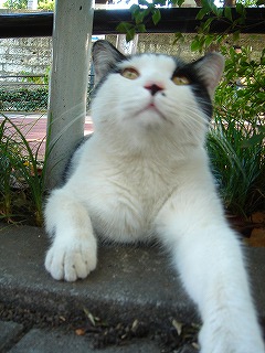 中野屋の前の猫ちゃん２