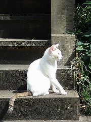 白猫３