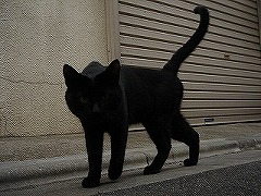 黒猫１