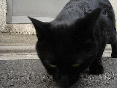 黒猫２
