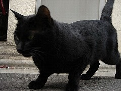 黒猫３