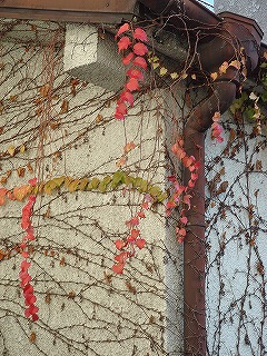 隣家の外壁2006冬