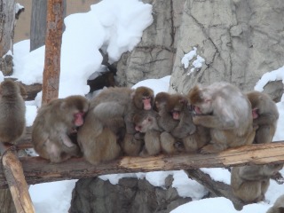 旭山の日本猿