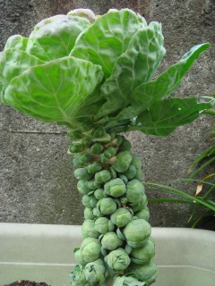 芽キャベツ