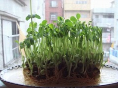 豆苗２