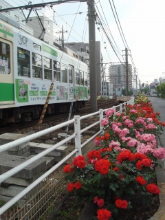 ちんちん電車とバラ