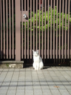 諏訪台通りの猫