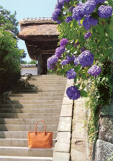 長寿寺の紫陽花