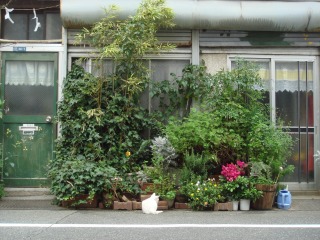 合羽橋の猫ちゃん