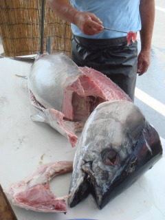 マグロ解体