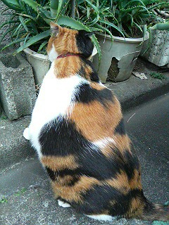 アロエとデブ猫ちゃん