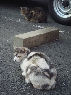 ブチとキジトラ