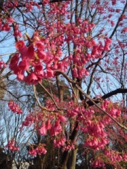 寒緋桜・上野公園