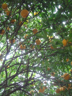 夏みかん２００８