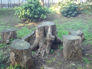 上野公園切り株