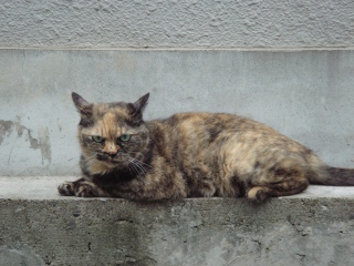 麻生太郎顔猫