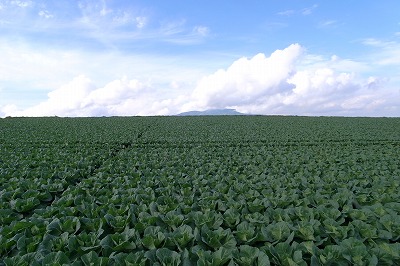 青空とキャベツ