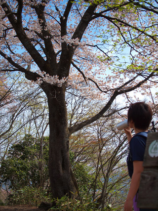 伊豆が岳頂上の山桜
