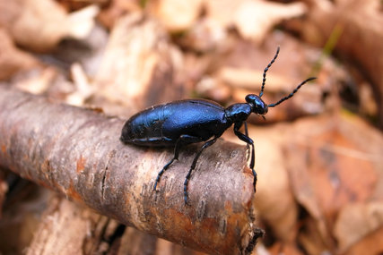 ツチハンミョウ