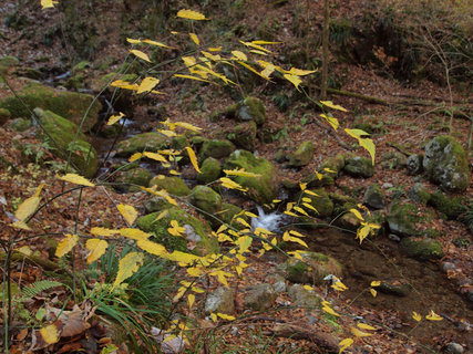 ロックガーデン